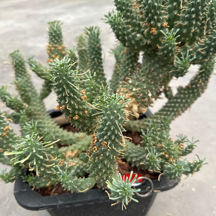 Euphorbia ‘Sotetsu Kirin’ | Cône d’ananas