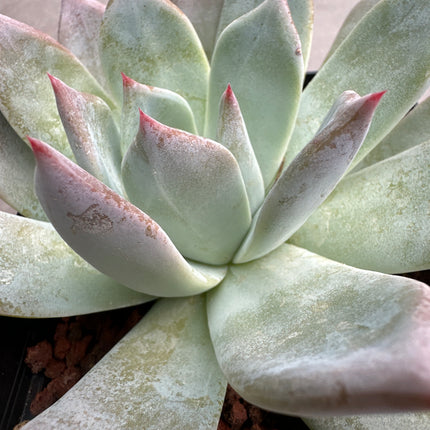 Echeveria colorata 'Roof' | La joya del tejado