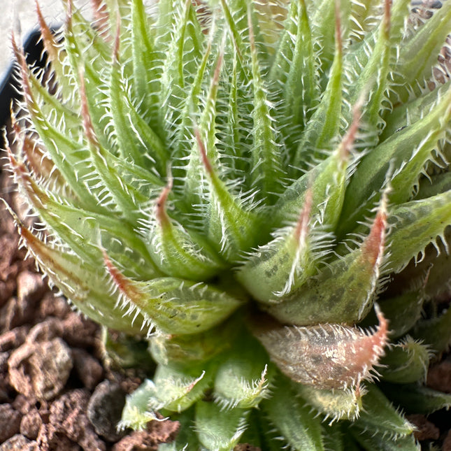 Haworthia parskiana var. parskiana