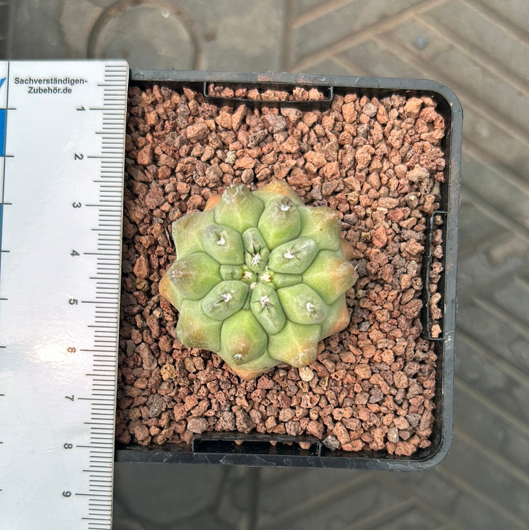 Neoporteria napina f. viridis