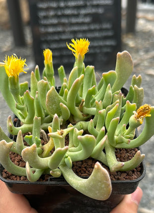 Rhombophyllum dolabriforme