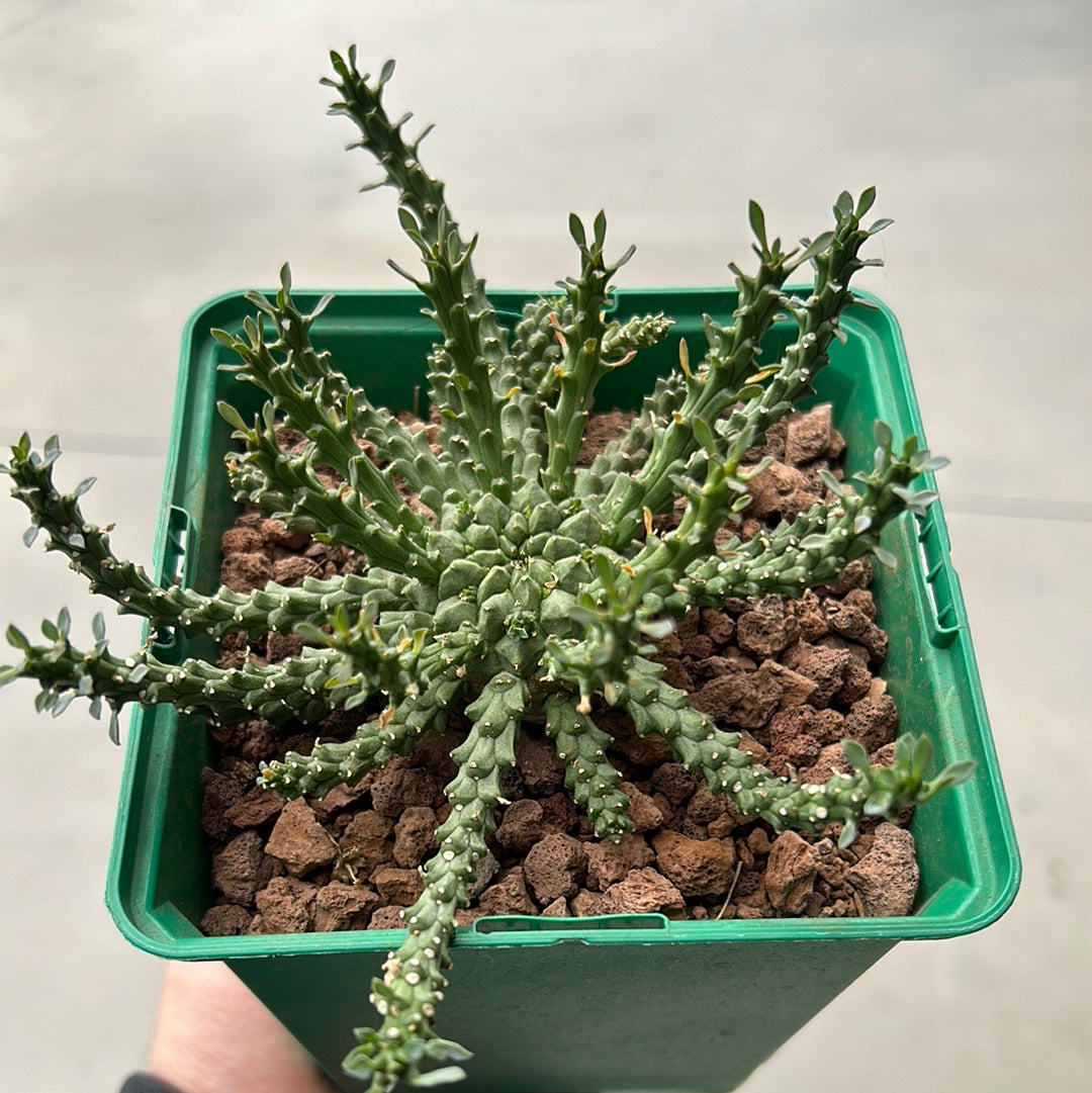 Euphorbia gorgonis