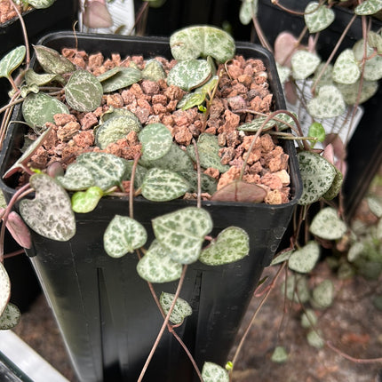 Ceropegia woodii