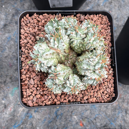Euphorbia horrida var. Sunrise