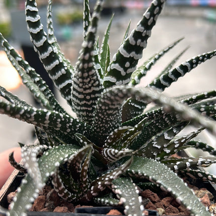 Haworthiopsis 'Krausli'