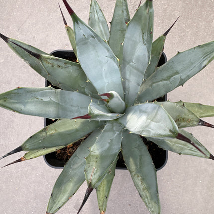 Agave macroacantha f. blue | Maguey de espinho negro