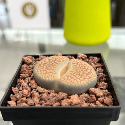 Lithops villetii