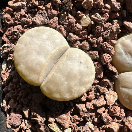 Lithops karasmontana ‘Opalina’ C169