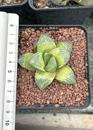Haworthia 'Muyeri'