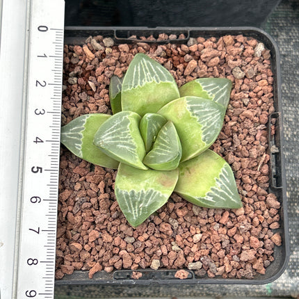 Haworthia 'Muyeri'