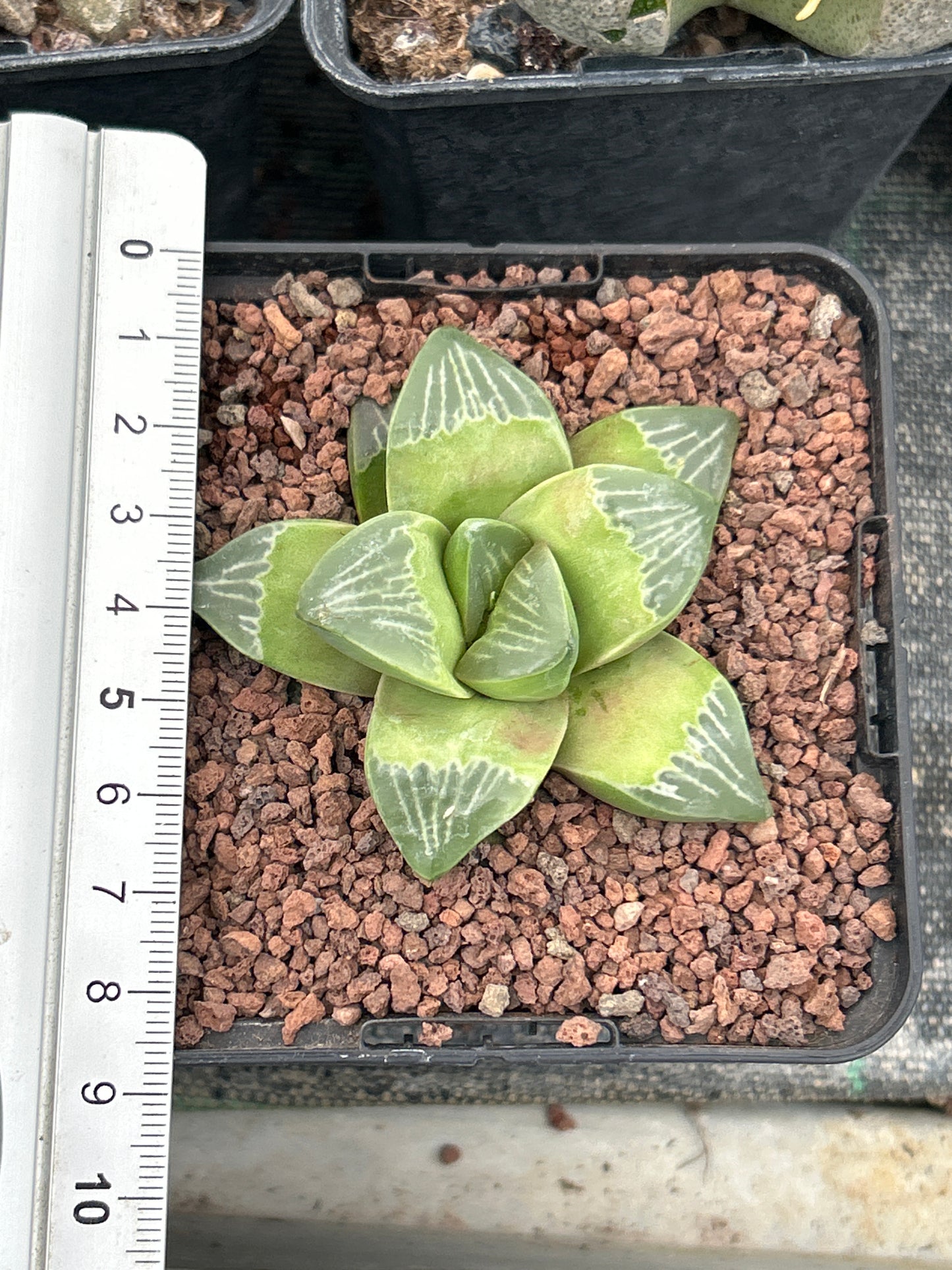 Haworthia 'Muyeri'