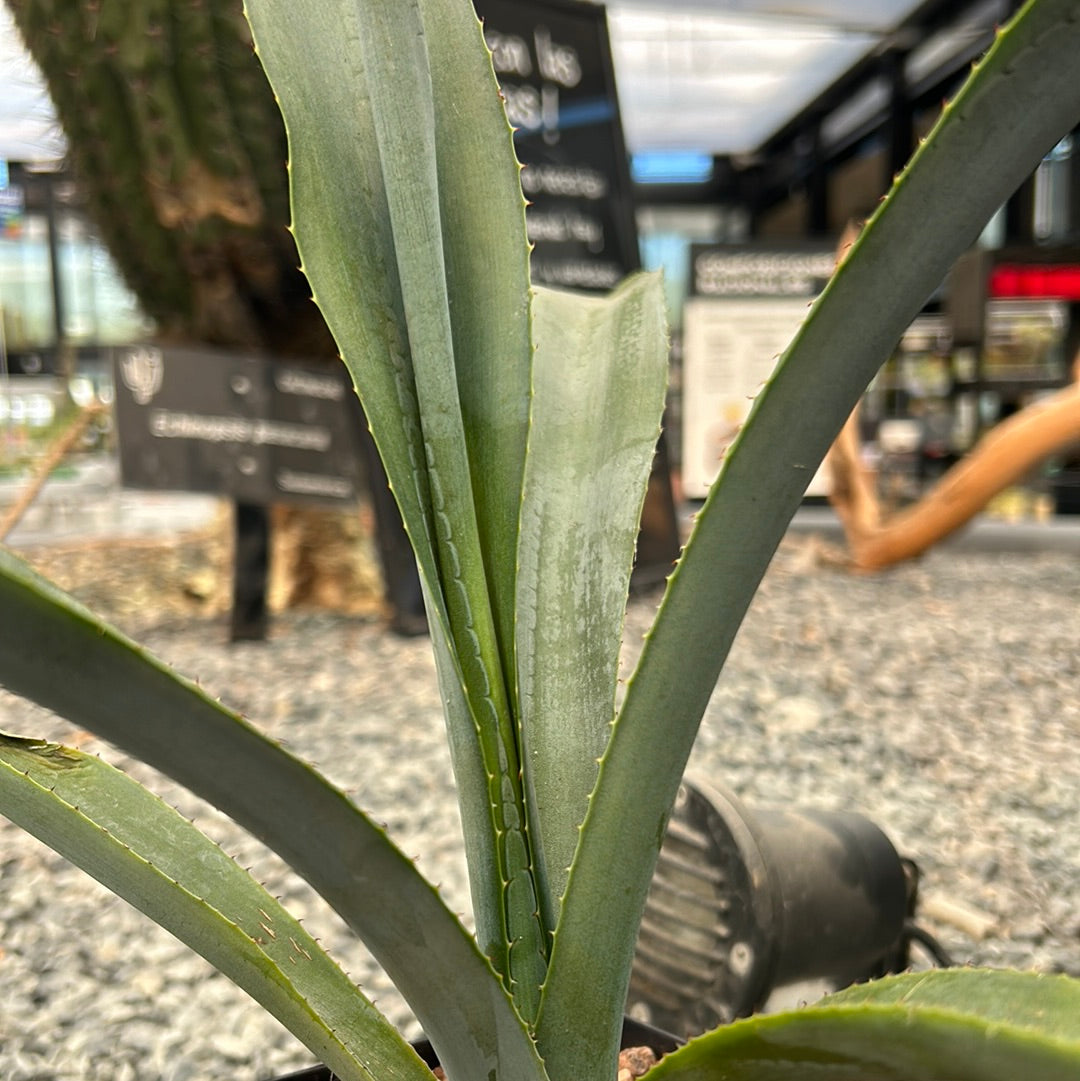 Agave tequilana