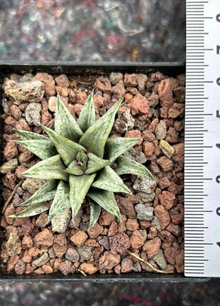 Haworthiopsis 'Metarika'
