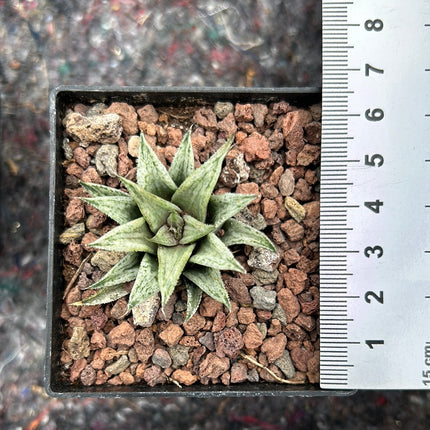 Haworthiopsis 'Metarika'