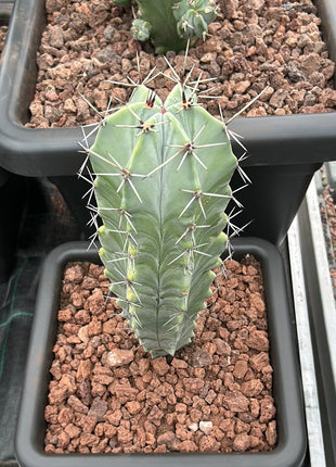 Stenocereus pruinosus