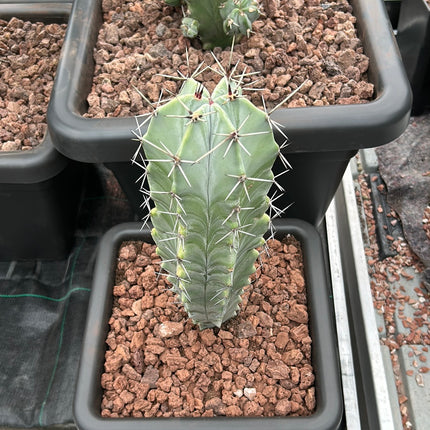 Stenocereus pruinosus