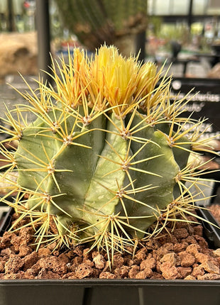 Ferocactus glaucescens