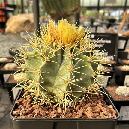Ferocactus glaucescens