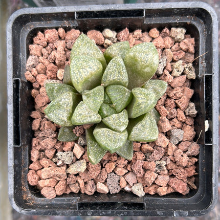 Haworthia suberecta var. pallidifolia