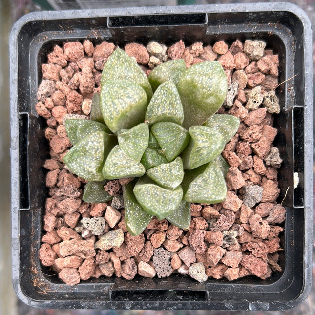 Haworthia suberecta var. pallidifolia | Haworthia ivory veil