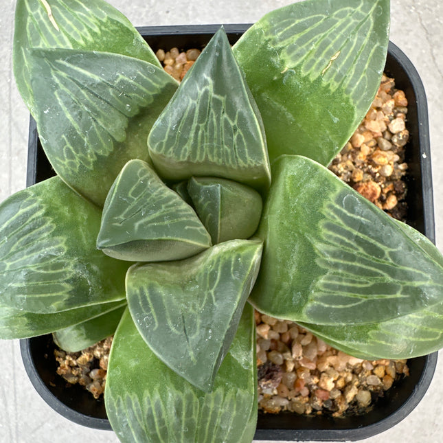 Haworthia ‘Maxi Suka Ball’