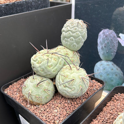 Tephrocactus geometricus (Huevos de Dragón)