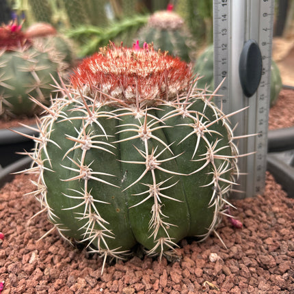 Melocactus curvispinus