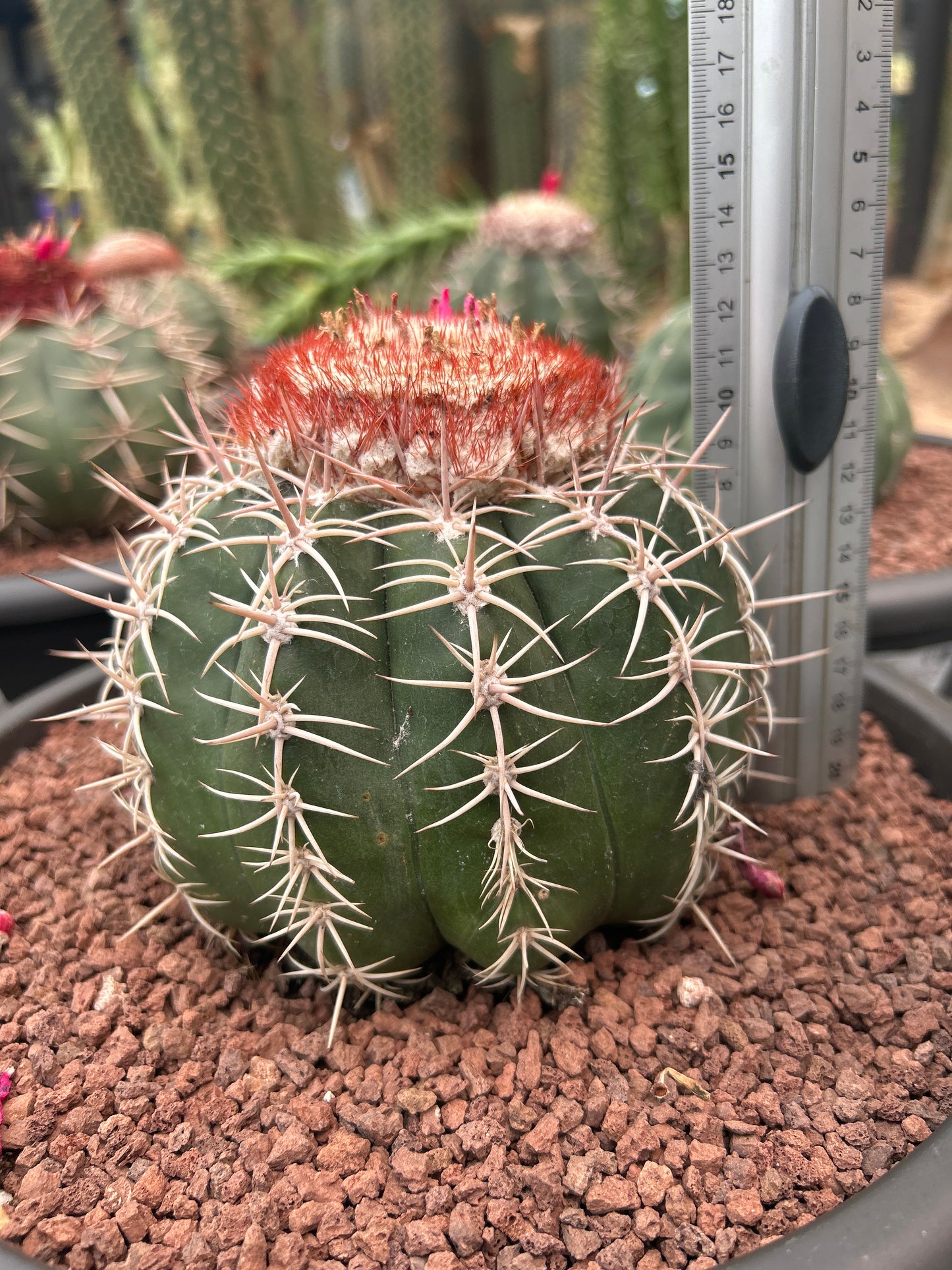 Melocactus curvispinus