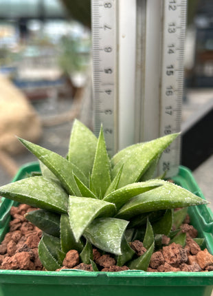 Haworthia angustifolia var. baylissii