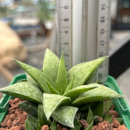 Haworthia angustifolia var. baylissii