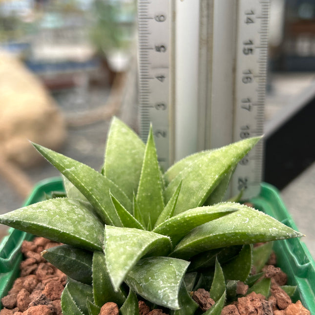 Haworthia angustifolia var. baylissii
