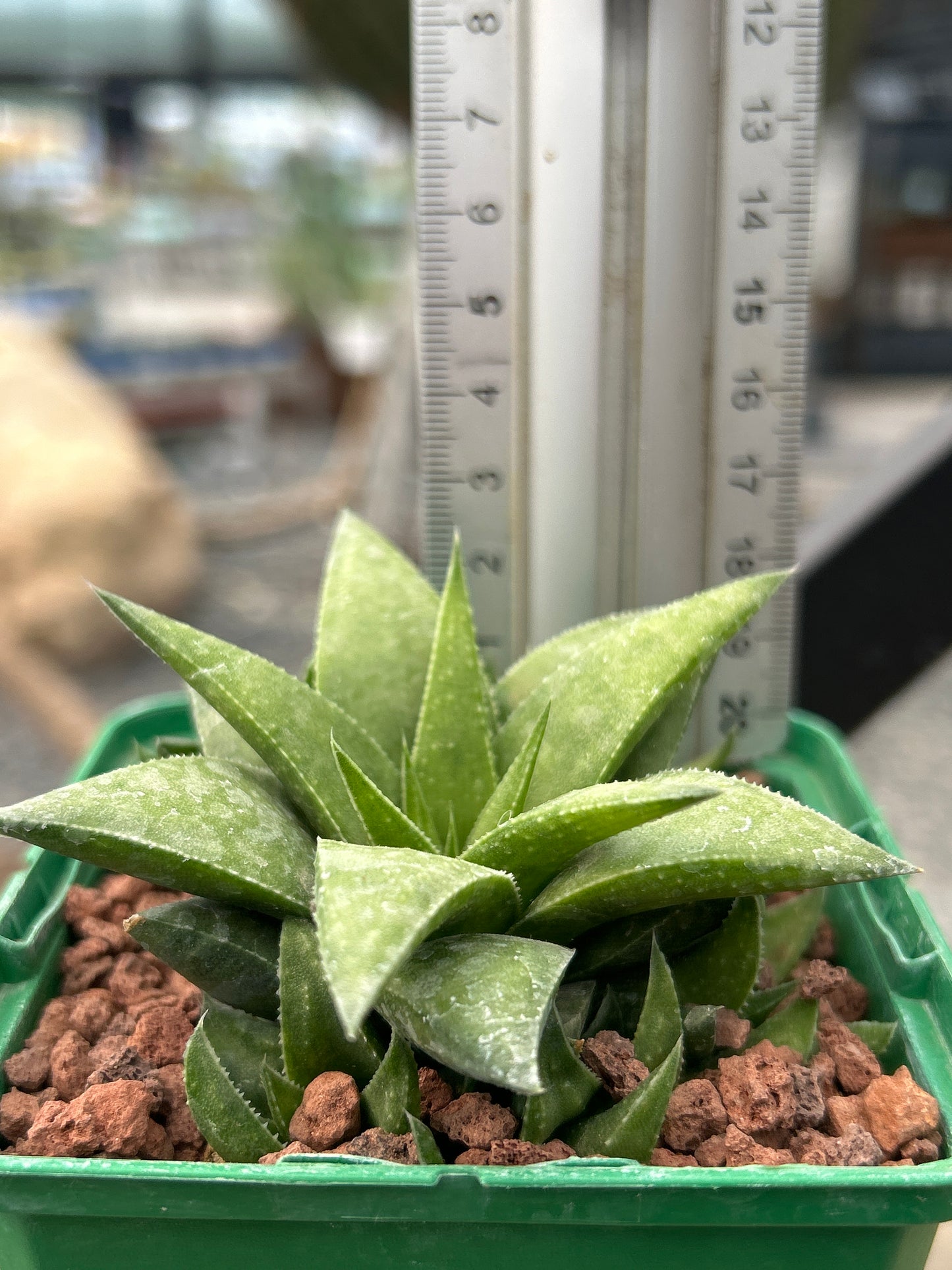 Haworthia angustifolia var. baylissii