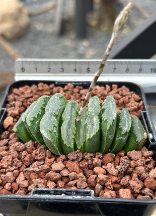Haworthia truncata ‘Mammoth’