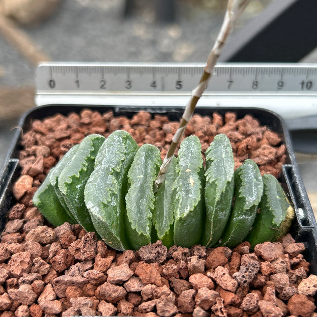 Haworthia truncata ‘Mammoth’