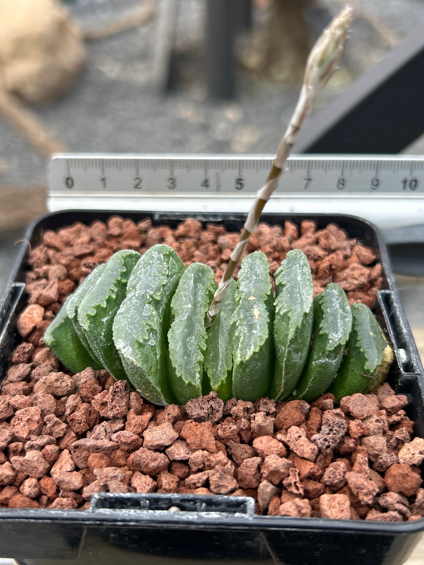 Haworthia truncata ‘Mammoth’