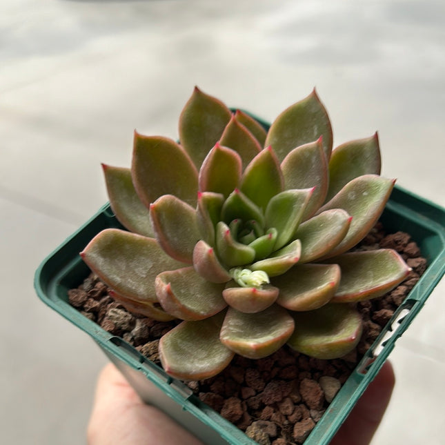 Echeveria "Mira"
