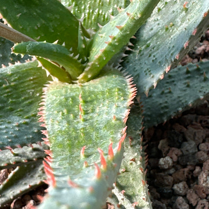 Aloe 'Wildfire' (x Aloe castilloniae) | Aloe-Hybride KG