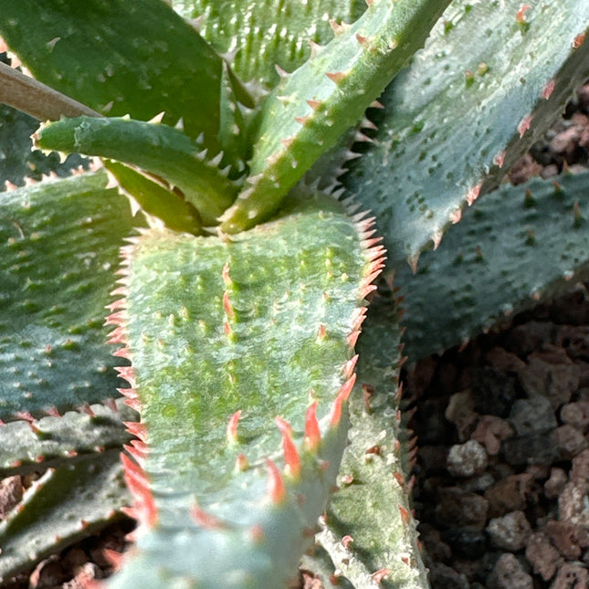 Aloe 'Wildfire' (x Aloe castilloniae) | Aloe-Hybride KG
