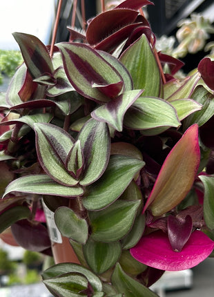 Tradescantia zebrina