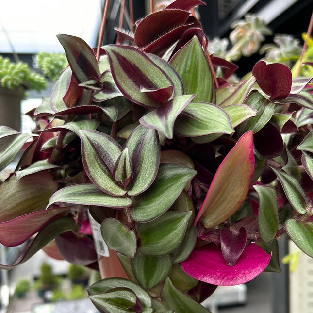 Tradescantia zebrina