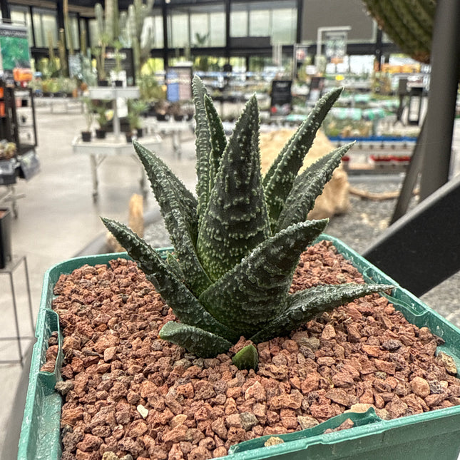 Haworthiopsis 'Verzulia'