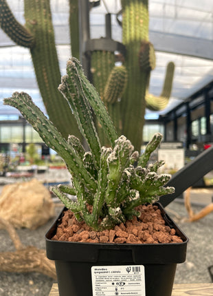 Monvillea spegazzinii f. cristata.