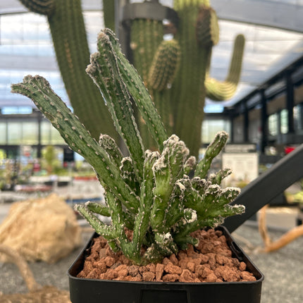 Monvillea spegazzinii f. cristata