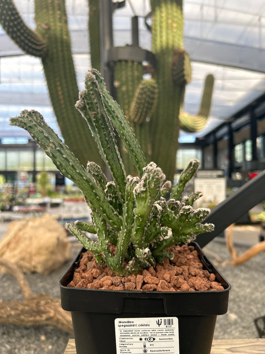 Monvillea spegazzinii f. cristata