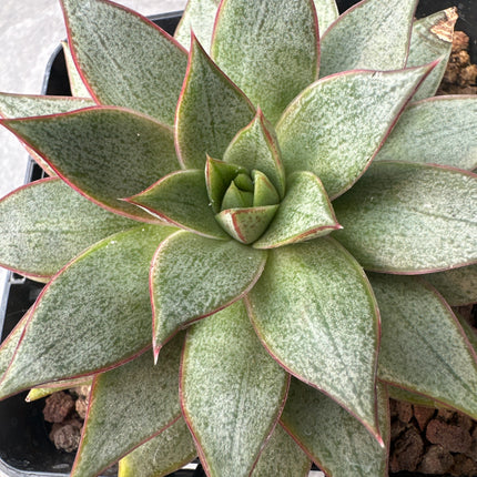 Echeveria purpusorum f. white