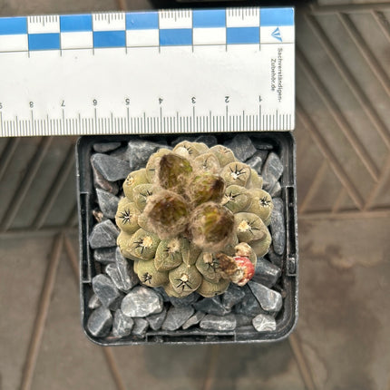 Neoporteria napina