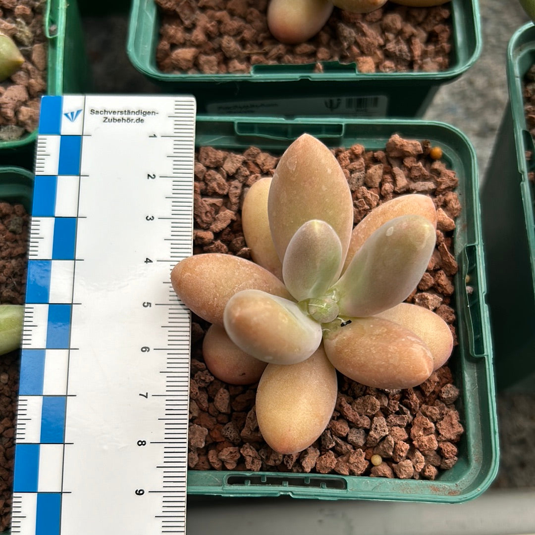 Pachyphytum oviferum