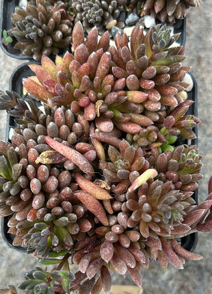 Sinocrassula yunnanensis