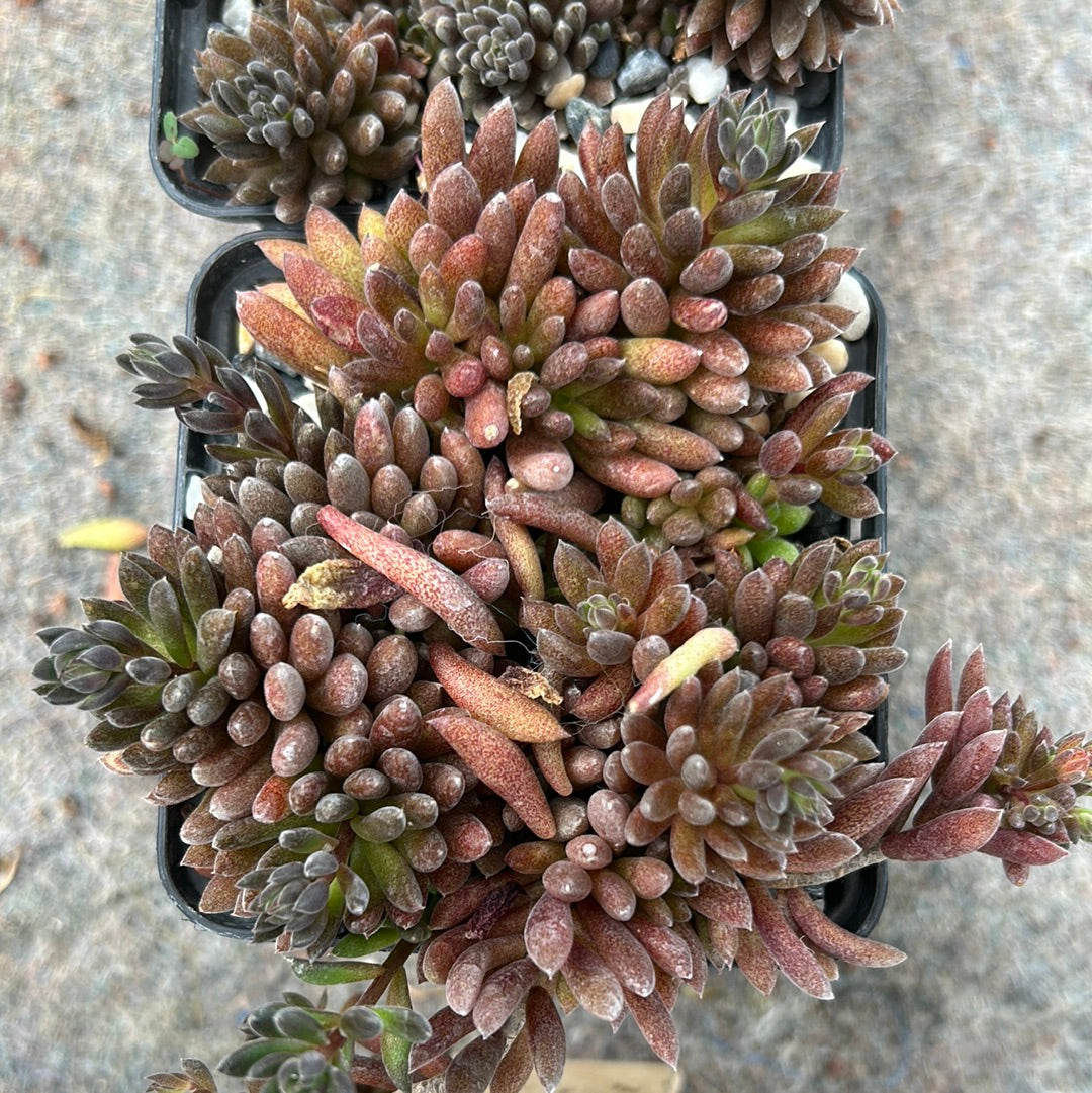 Sinocrassula yunnanensis