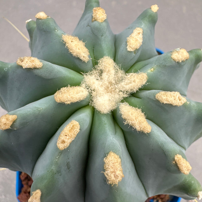 Ferocactus glaucescens f. inermis | Spineless blue barrel cactus